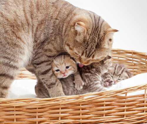 El parto de la gata: 6 síntomas de peligro