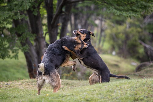 Peleas de perros organizadas, maltrato en el ring