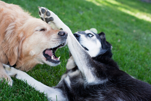 lotta tra cani