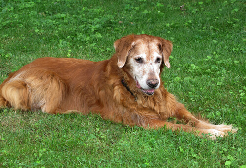 Elderly golden retriever laying in the grass