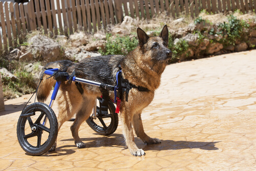 Adoptar una mascota con discapacidad, una decisión responsable