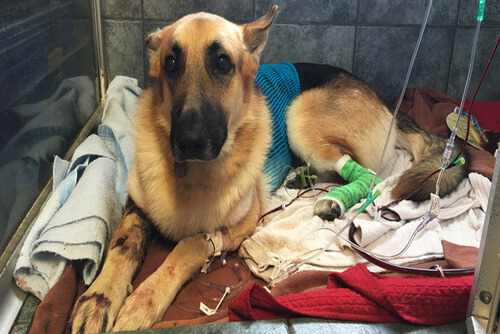 Perro defiende a una niña del ataque de una serpiente cascabel
