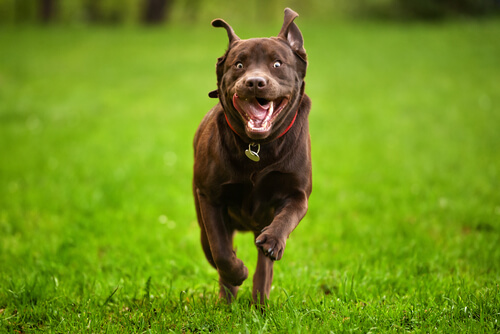 5 consejos para controlar a un perro hiperactivo
