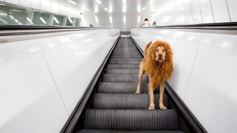 El 'perro-león' se hace famoso en Internet