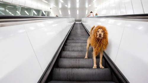 Perro león