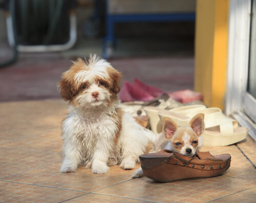 ¿Qué hacer si mi perro mordisquea y rompe los objetos de casa?