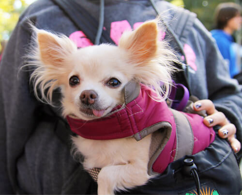 perros adoptados en el extranjero