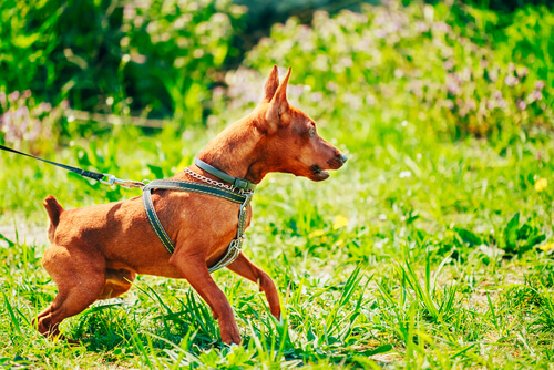 Perro agresivo
