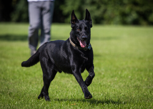 La belleza de los perros negros