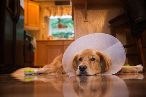 9 claves de la recuperación del perro tras la operación