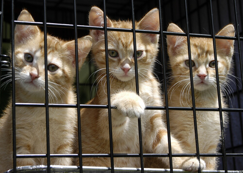 Regalos solidarios que cambian la vida de los gatos abandonados