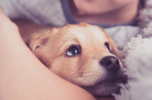 Primeros auxilios para cachorros: respiración asistida