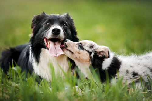 La integración del perro en la familia
