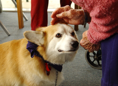 Perros que curan: la terapia canina