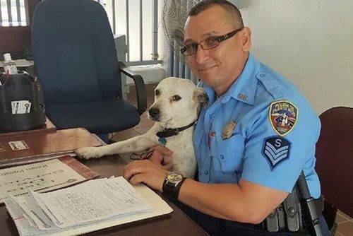 Un perro callejero entra en la comisaría y se hace policía