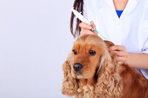 vacunas en el perro