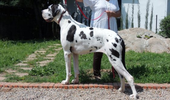 Dogo alemán de perfil