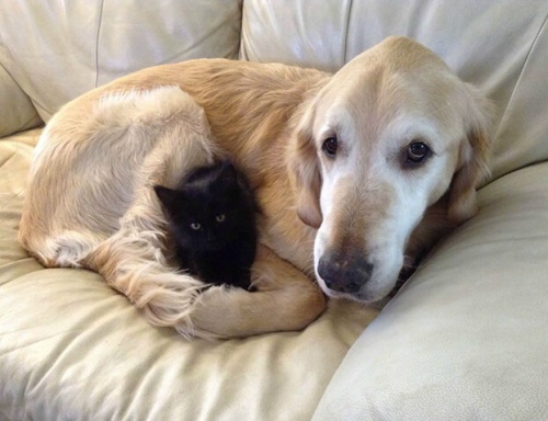 Fosberg, el perro que perdió a su amigo gato y le encontraron un nuevo compañero