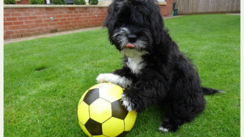 Ronaldog, el perro futbolista
