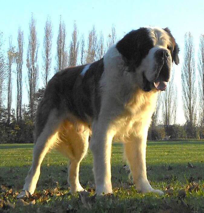 El San Bernardo: un perro protector innato - Mis animales