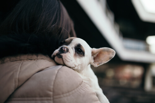 adoptar un nuevo perro