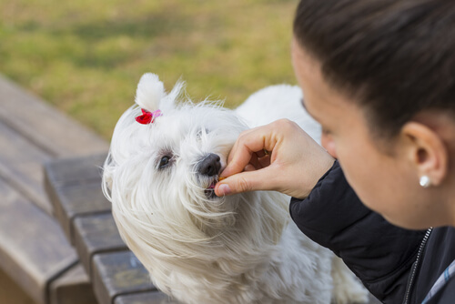 Persona medicando a un perro