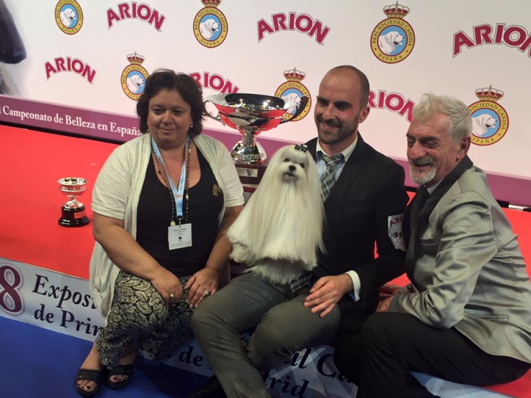 Un bichón maltés, ganador del concurso a mejor perro de España