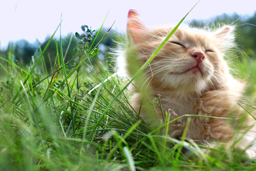 3 trucos para ayudar a los gatos a pasar el calor del verano