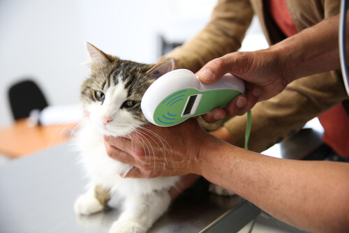 Diferencias entre un hospital clínico y una clínica veterinaria