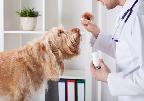 ¿Debería darle vitaminas a mi perro?