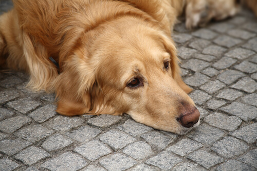 Depresión en los perros: conoce por qué puede pasar