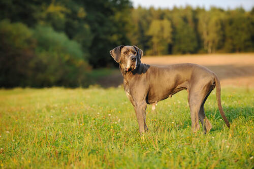 El Dogo Alemán: el noble gigante 