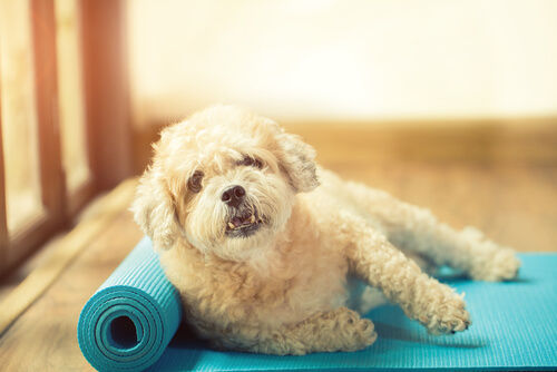 A dog on a yoga mat.