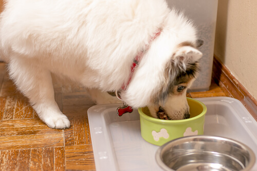 3 trucos con aceite de oliva para perros