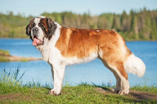 El San Bernardo: un perro protector innato - Mis animales