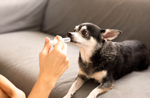 enfermedades de los humanos y de los perros