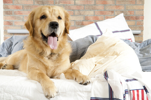 Golden Retriever laying on a bed