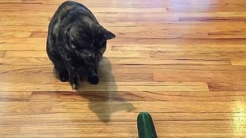 Por qué los gatos a veces les tienen miedo a los pepinos 