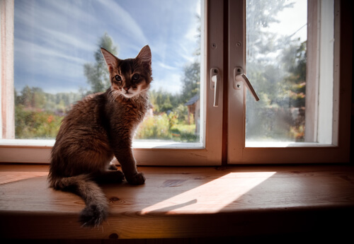 gato en la ventana de su hogar