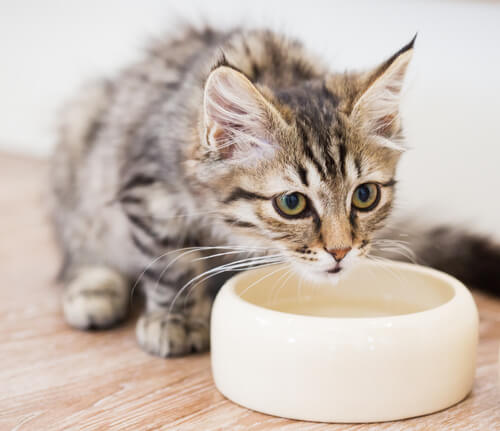 Descubre por qué tu gato mueve el plato con agua antes de tomar
