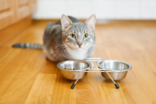 Descubre por qué tu gato perdió el apetito