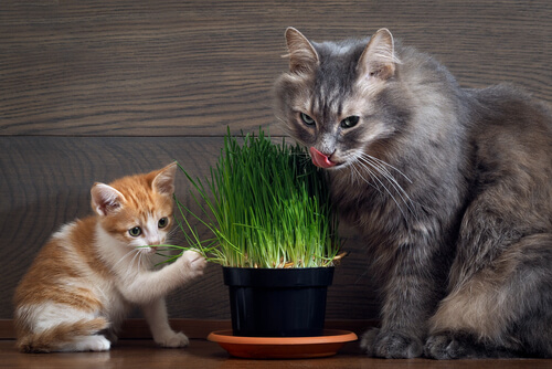 Gatos que comen hierba