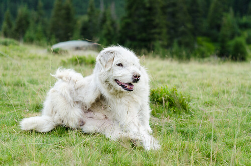 Conoce los parásitos más comunes en perros