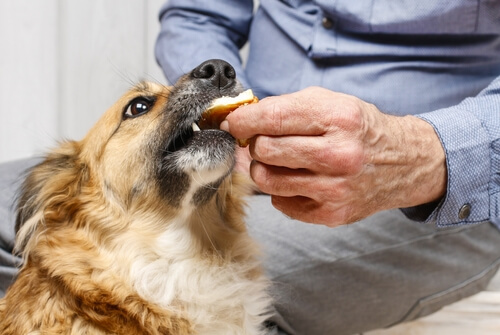 mezclar alimentos para perros
