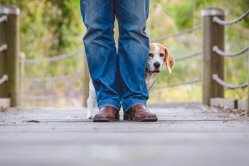 Beagle with noise phobia standing on a bridge behind a man's legs
