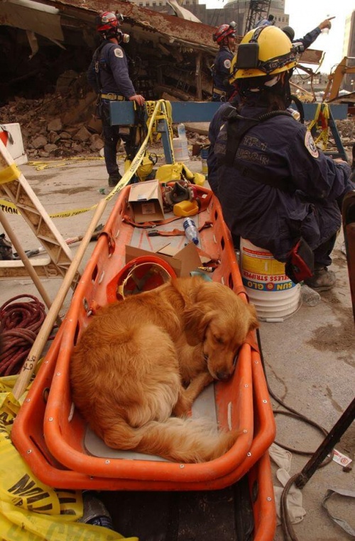 perro de rescate 2