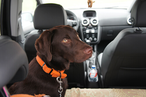 perro en coche con cinturon de seguridad