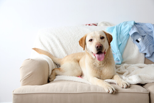 perro en el sofa