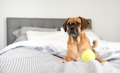 5 cosas que debes saber antes de dejar dormir a tu perro en tu cama