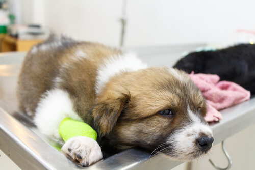 Los vómitos en los perros pueden estar provocados por numerosas causas
